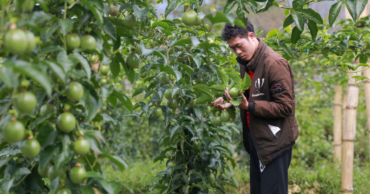 Thanh long, chanh leo Việt Nam đối mặt nguy cơ bị EU siết kiểm soát