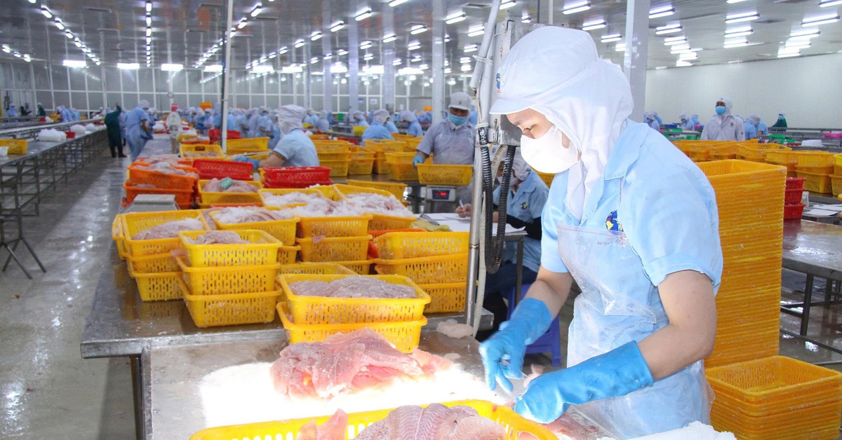 Giá cá tra tăng, người nuôi phấn khởi nhưng lo "nút thắt" con giống