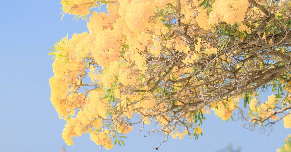 Hàng hoa chuông vàng khoe sắc bên dòng sông Long Bình