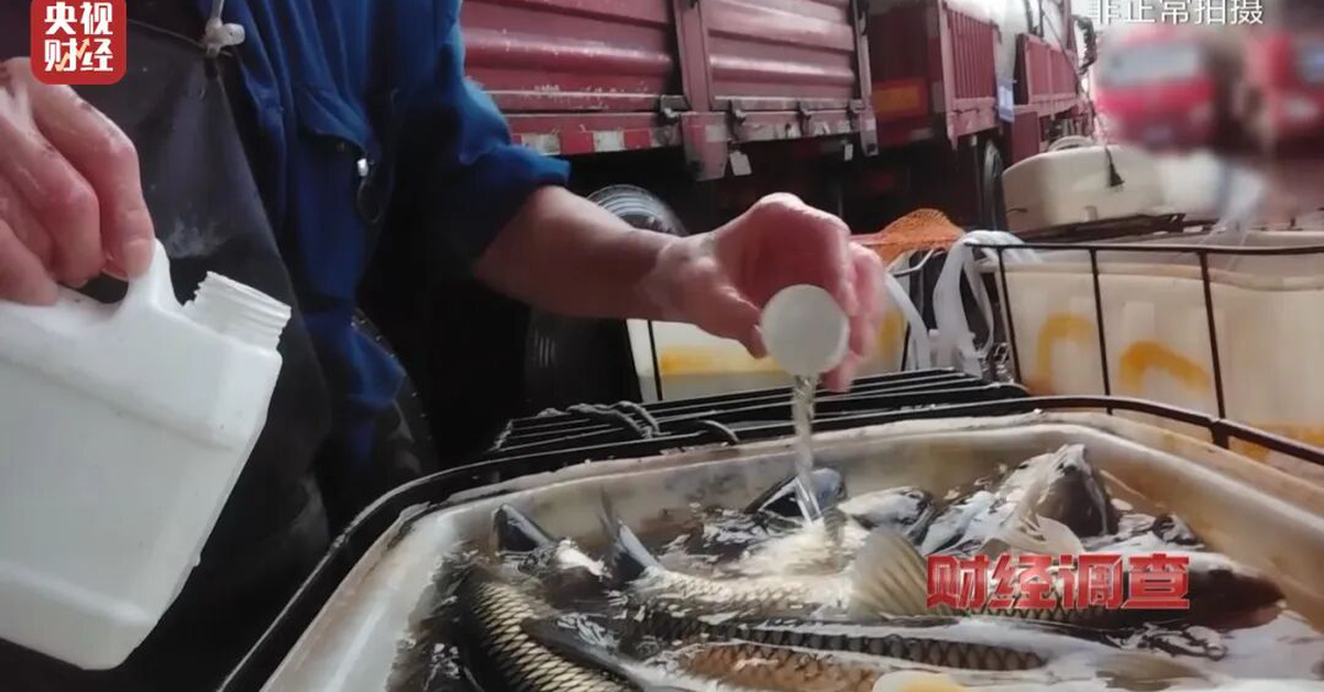 Trung Quốc: Phát hiện nhiều thương lái dùng hóa chất cho cá 'ngủ' khi vận chuyển