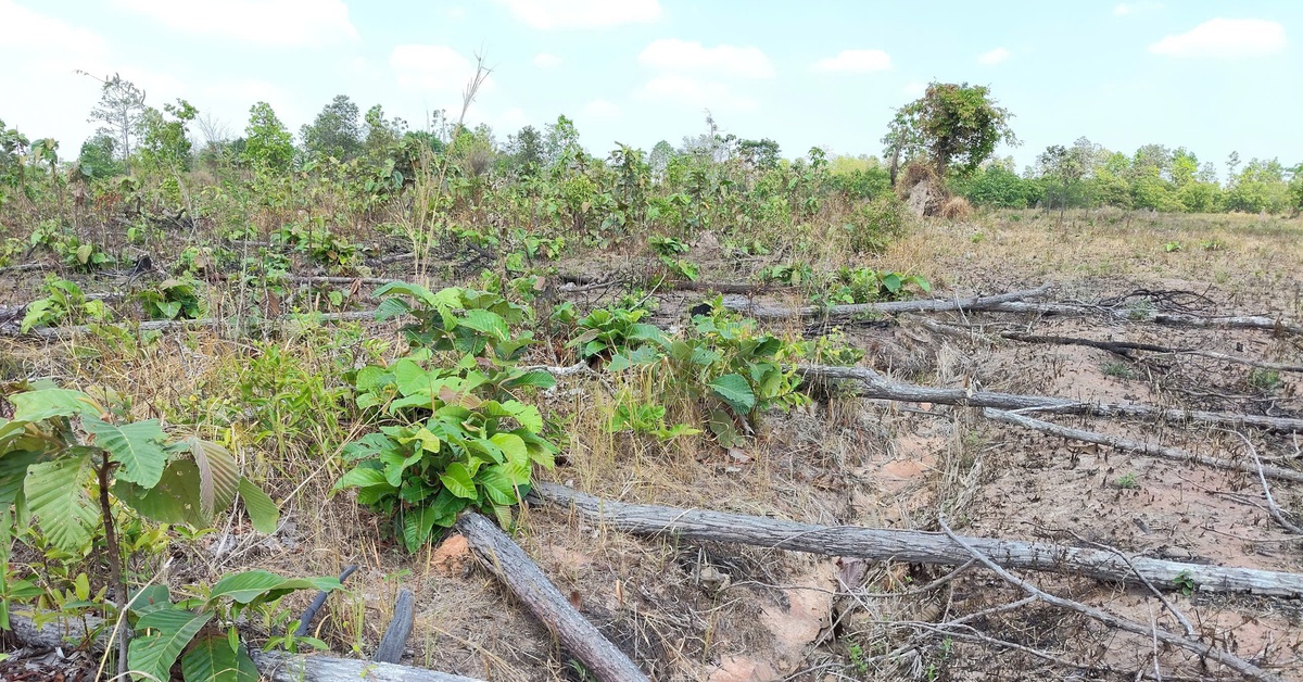 Khởi tố điều tra vụ 8ha rừng tại Gia Lai bị cưa phá để trồng mì, lúa, xà cừ