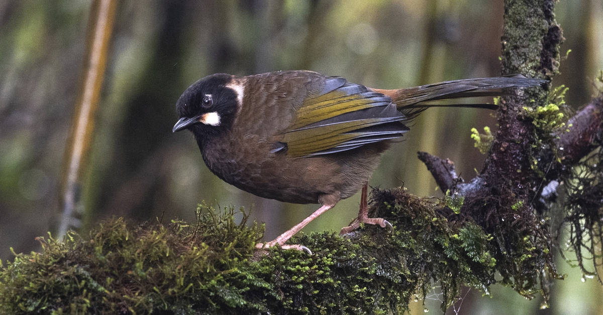 Việt Nam có thêm một vườn quốc gia ở Lào Cai