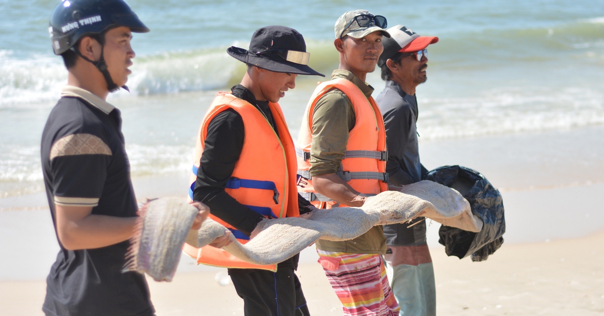 Cá rồng biển quý hiếm trôi dạt vào biển Mũi Né