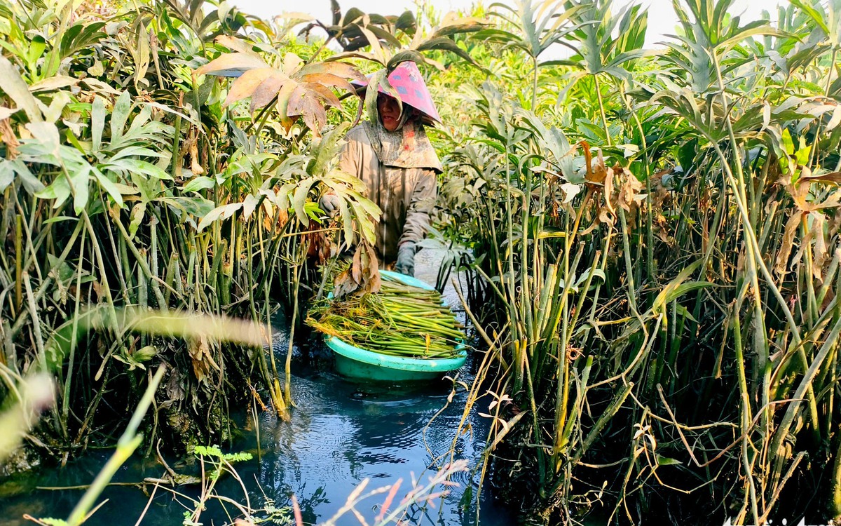 TP.HCM xây dựng thêm dự án ngăn triều hơn 1.230 tỉ