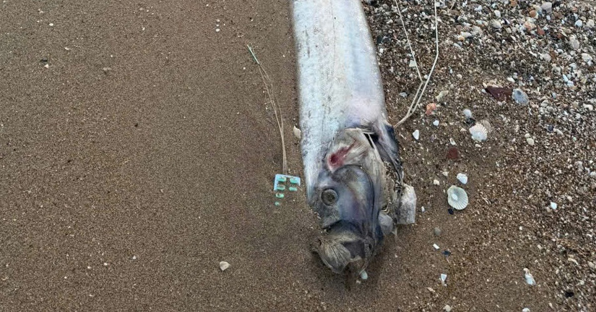 Thêm 1 con cá rồng biển trôi dạt vào vùng biển Bình Thuận