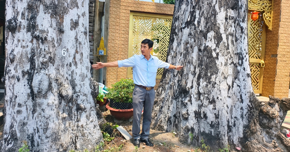 Hai cây dầu rái trăm tuổi nổi bật bên đường ở xã Đông Thạnh, TP.HCM