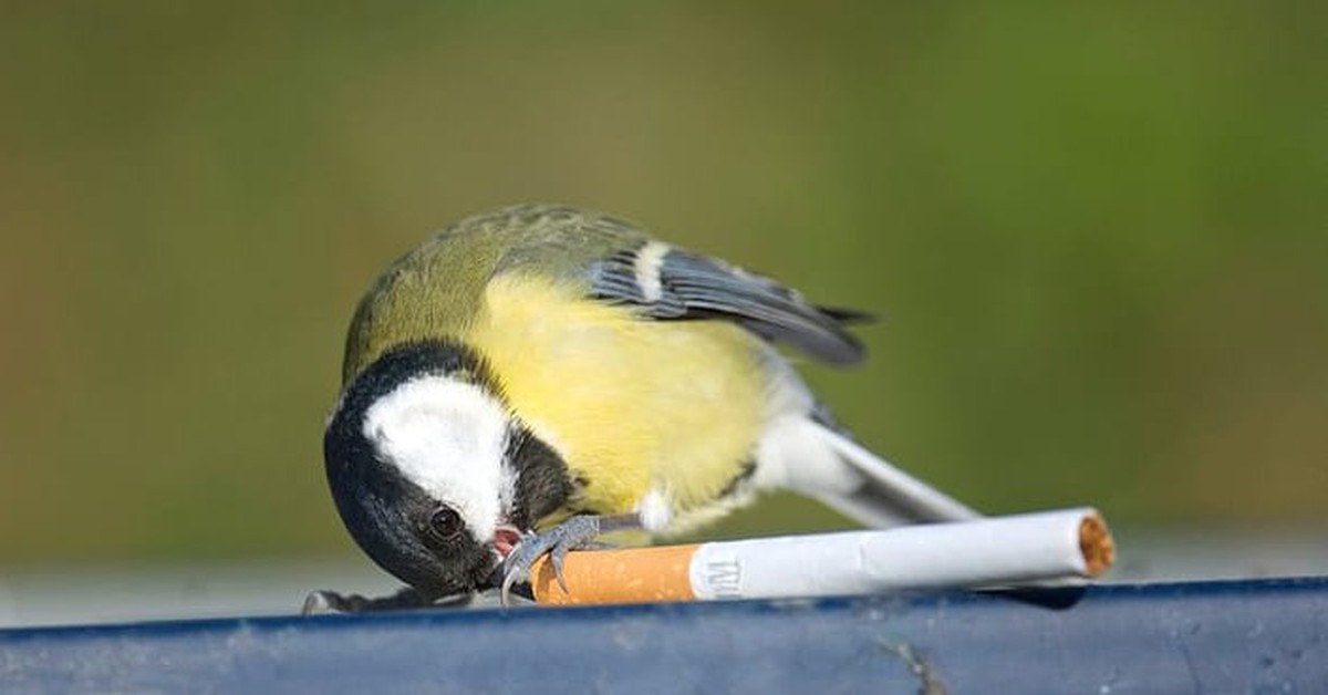 Phát hiện chim sẻ tha tàn thuốc lá về tổ, chúng làm gì?