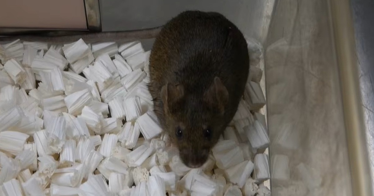 Nhân bản vô tính không thể kéo dài vô hạn, dừng lại ở thế hệ 58