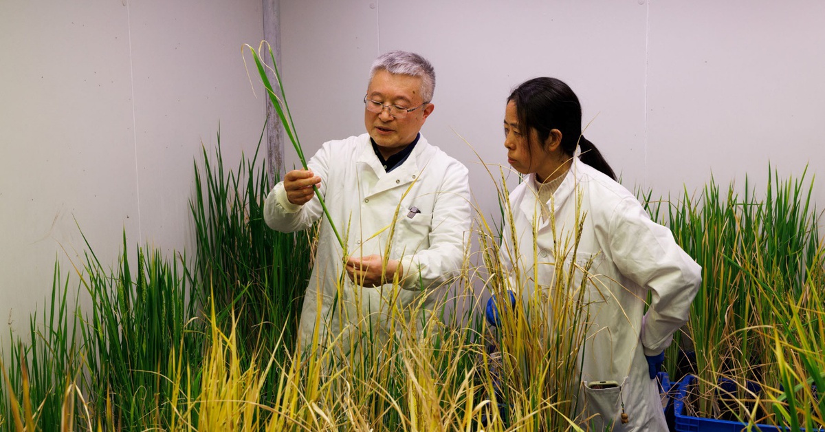 Thử nghiệm biến lúa thành cây trồng lâu năm