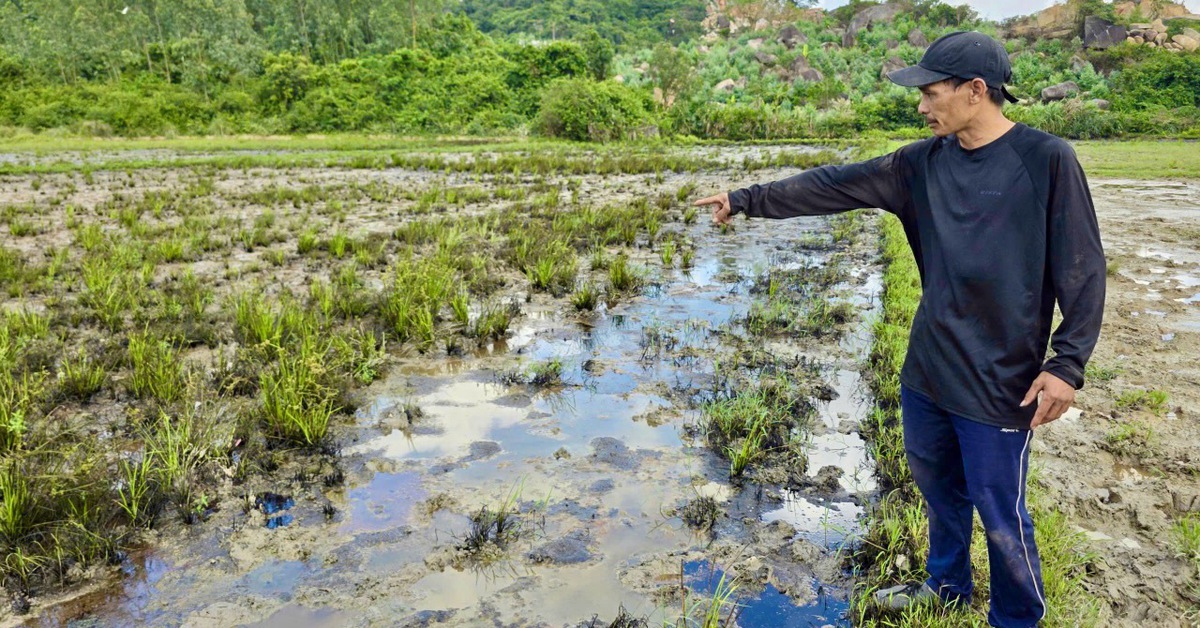 Ruộng dân sát cao tốc Chí Thạnh - Vân Phong 'chết' vì dầu nhớt và thiếu nước