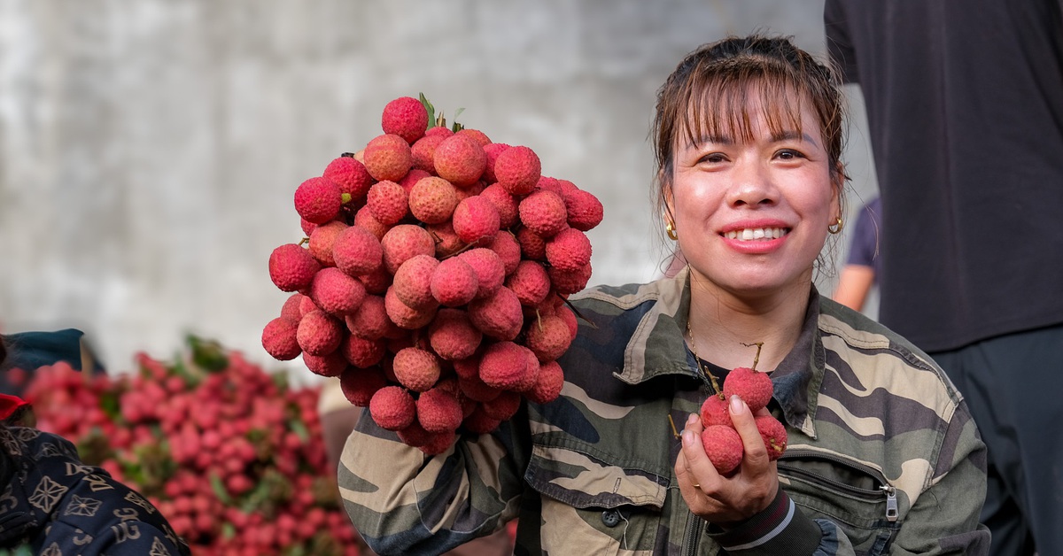 Thủ phủ vải thiều trước chính vụ: Lo giảm sản lượng, quyết giữ chất lượng