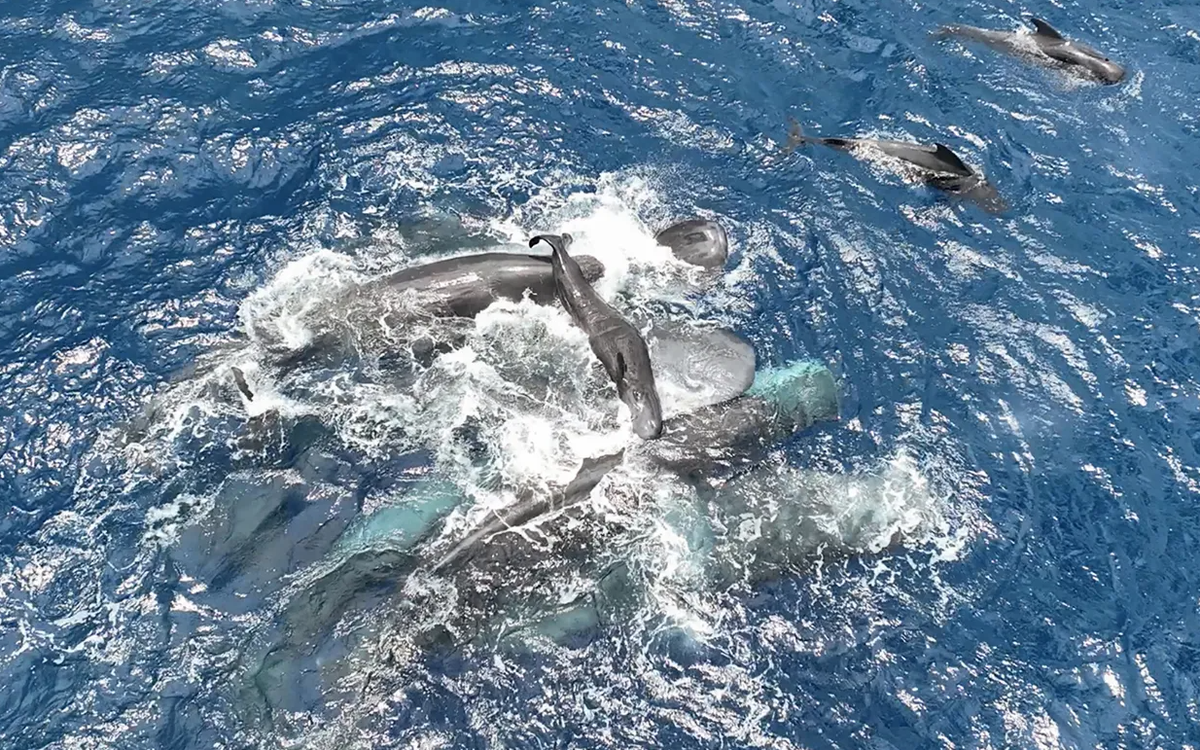 Clip hiếm: Đàn cá nhà táng hợp lực 'đỡ đẻ', nâng cá con lên mặt nước