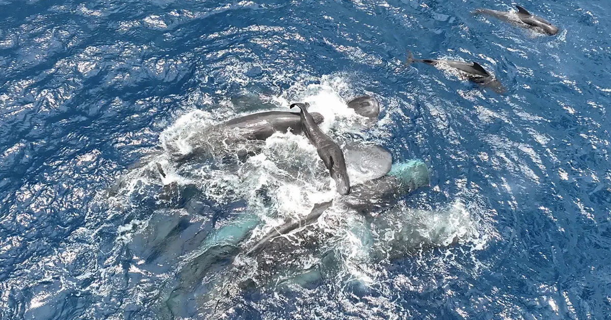 Clip hiếm: Đàn cá nhà táng hợp lực "đỡ đẻ", nâng cá con lên mặt nước