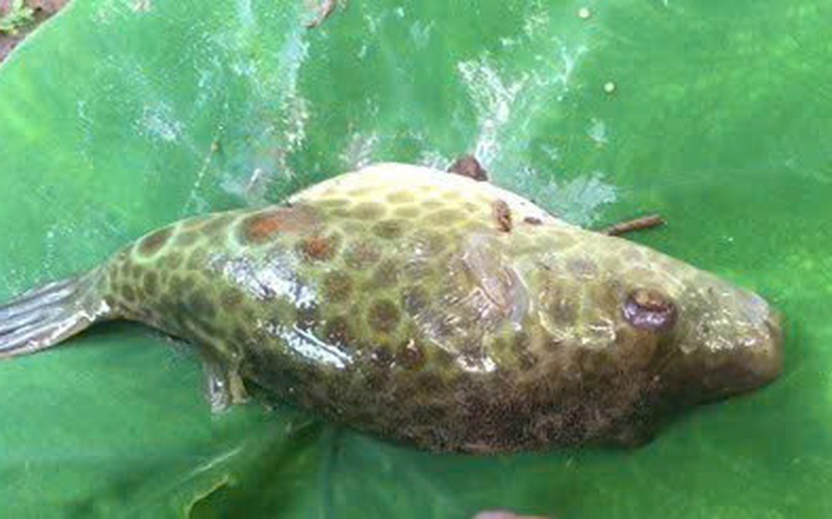 More Cases of Pufferfish Poisoning Reported in Can Tho