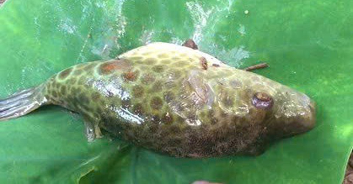 Lại có nhiều người ngộ độc do ăn cá nóc ở Cần Thơ