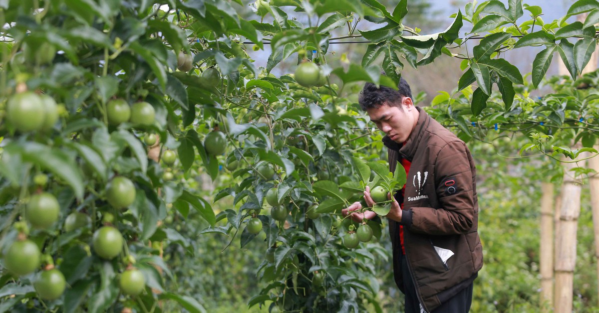 Thanh long, chanh leo, sầu riêng xuất khẩu sang EU đang bị kiểm soát thế nào?