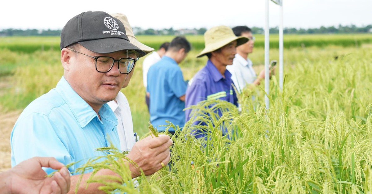 Phục hồi thành công nguồn gen thuần chủng 'nếp tiến vua' ở Quảng Ngãi