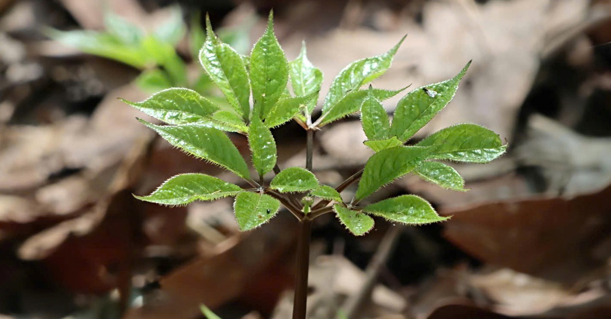 Quốc bảo sâm Ngọc Linh 'thức giấc' sau mùa ngủ đông
