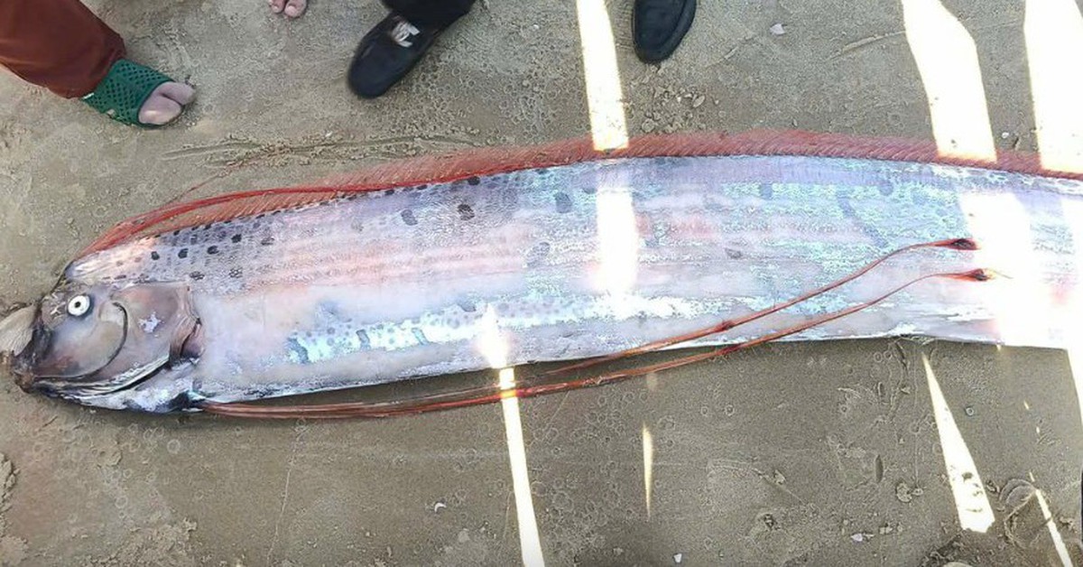 Liên tiếp cá rồng biển xuất hiện gần bờ: Chuyên gia nói gì?