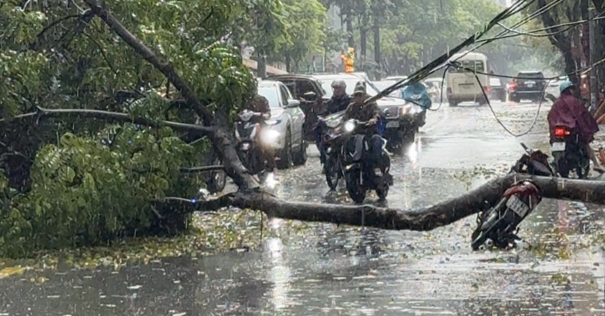 Cây xanh bật gốc giữa trời mưa, đè trúng người đi xe máy ở Hà Nội