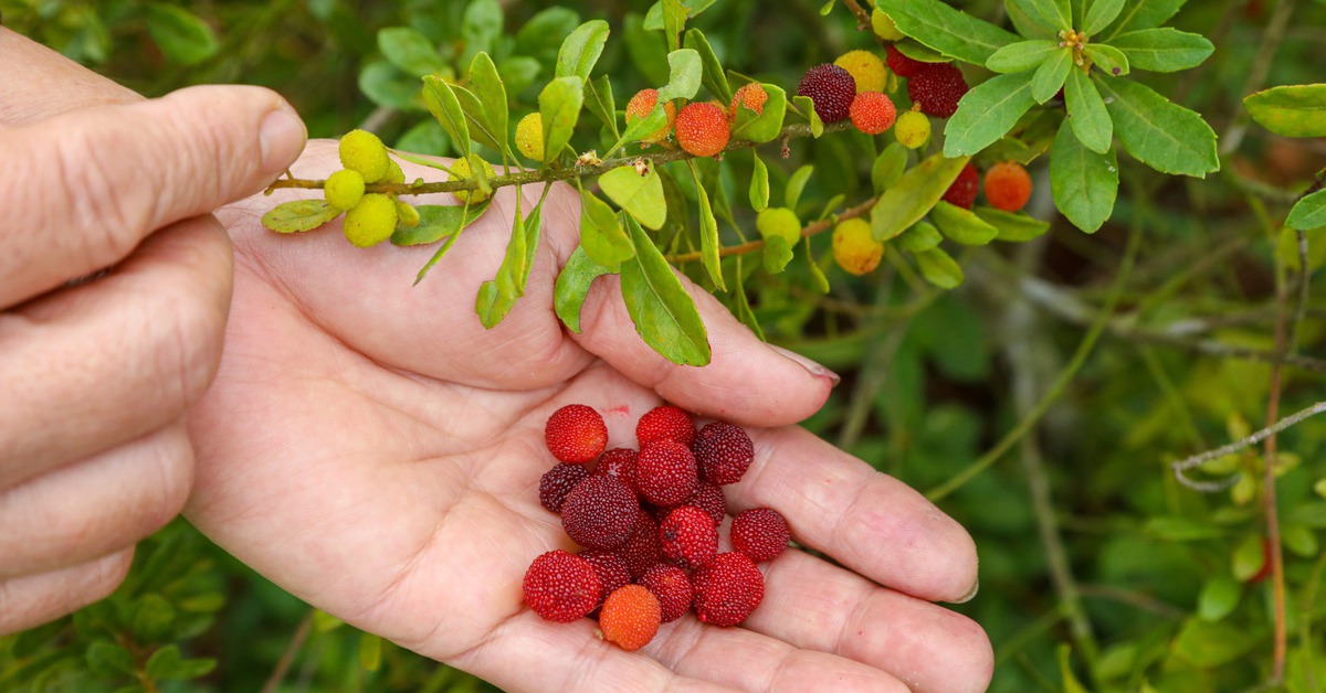 Dâu rừng chín đỏ trên dãy Hoành Sơn