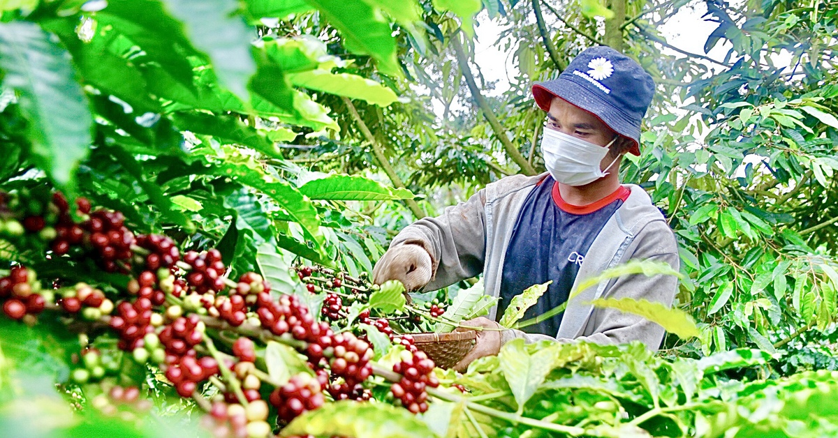 Định nghĩa lại cà phê Robusta Việt Nam, chuyển từ bán sản lượng sang bán giá trị