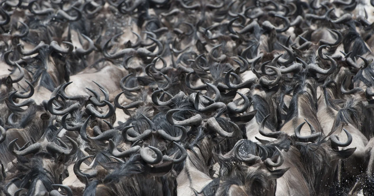 Những cuộc di cư ngoạn mục và khắc nghiệt nhất hành tinh