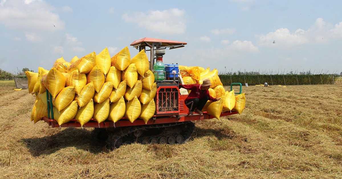 Nông dân miền Tây xoay xở với chi phí tăng