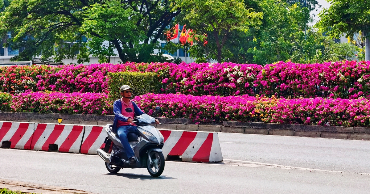 Hoa giấy vào mùa rực nở trên hàng chục km phố phường TP.HCM