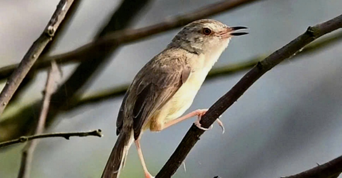 Phát hiện 4 loài chim lạ chưa từng được công bố ở Phong Nha - Kẻ Bàng