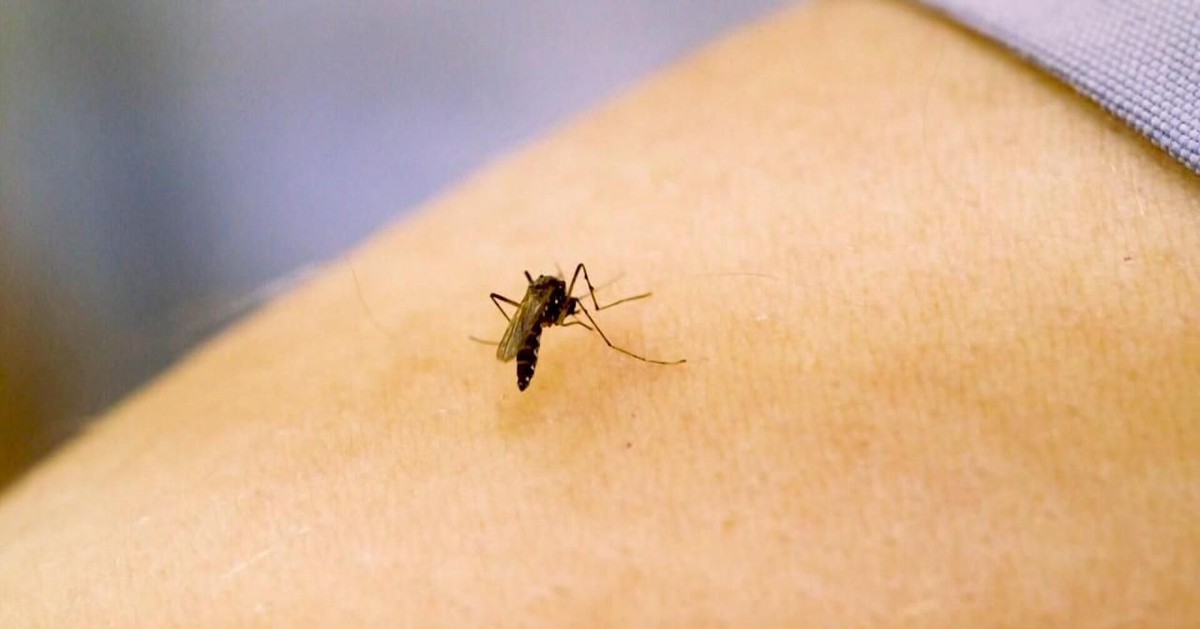 Muỗi bắt đầu hút máu người từ khi nào? DNA tiết lộ điều bất ngờ