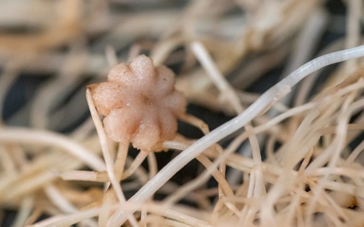 Bất ngờ đậu có thể sống, ra hoa và tạo hạt trong đất Mặt trăng