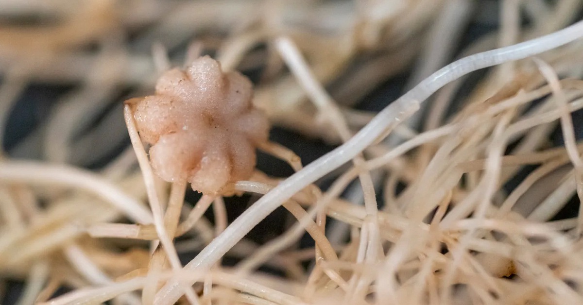 Bất ngờ đậu có thể sống, ra hoa và tạo hạt trong đất Mặt trăng