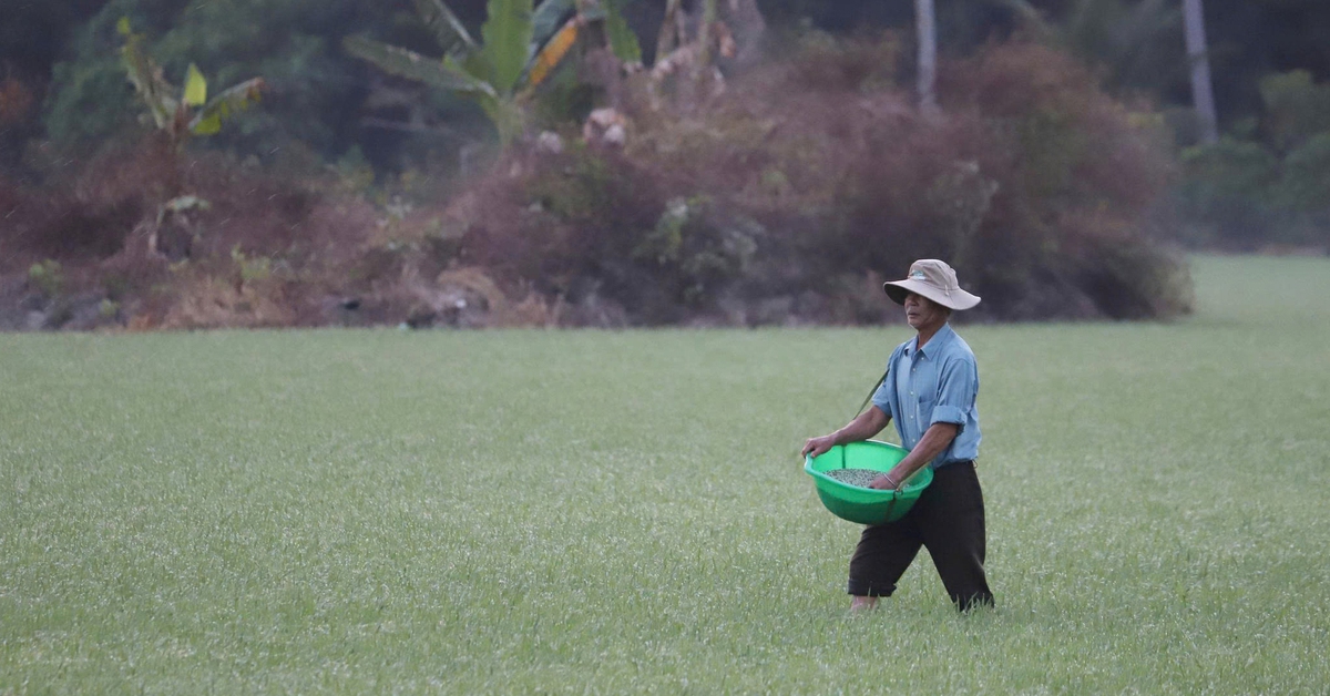 Phân bón tăng giá, kêu gọi nông dân tiết kiệm
