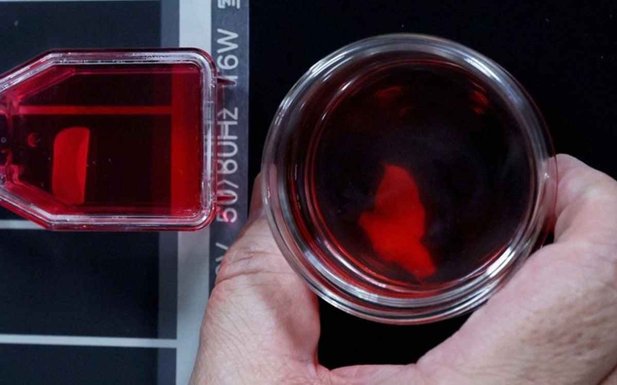 Nhật Bản lần đầu cho phép thương mại hóa thuốc từ tế bào iPS