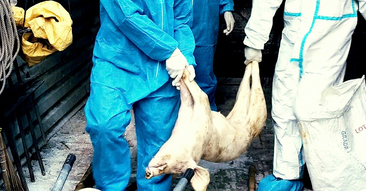 300 tấn heo bệnh vào trường học: Ăn thịt nhiễm dịch tả heo châu Phi gây hại thế nào?