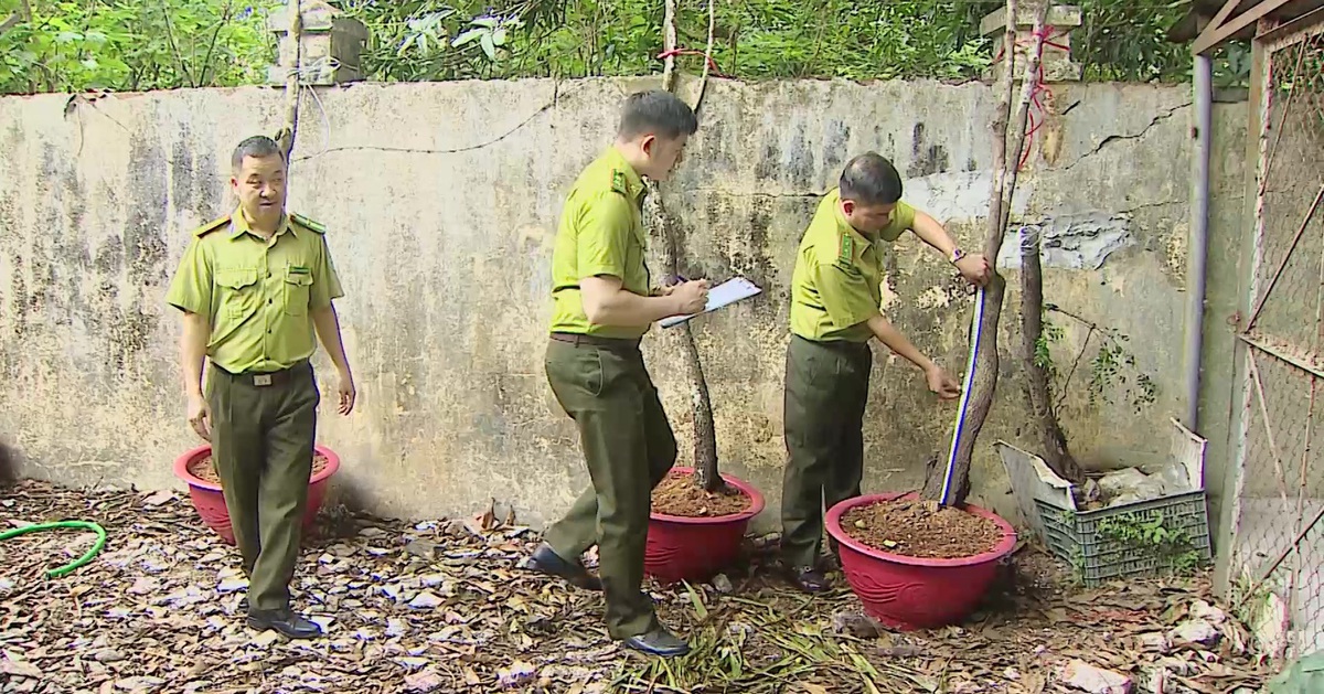 Kiểm lâm Thanh Hóa cảnh báo thú chơi cây muội hồng, coi chừng vi phạm pháp luật