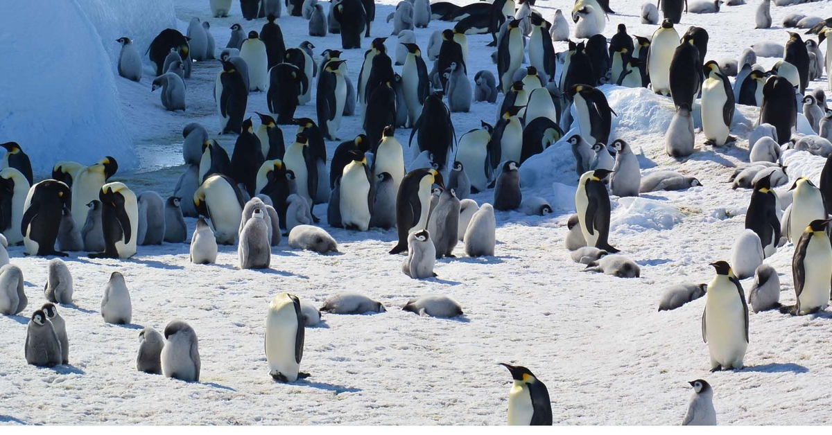 Chim cánh cụt hoàng đế vào nhóm nguy cấp vì băng tan