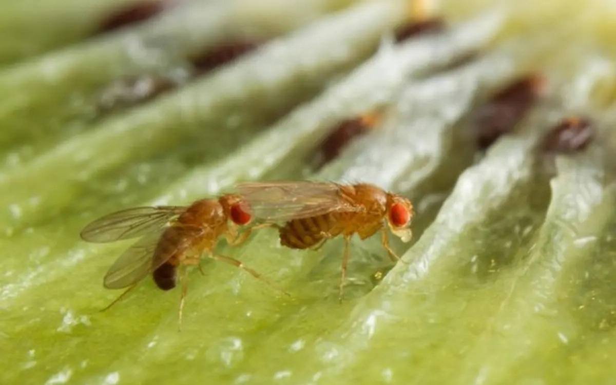 Biến đổi khí hậu có thể khiến sinh vật tiến hóa nhanh qua nhiều thế hệ