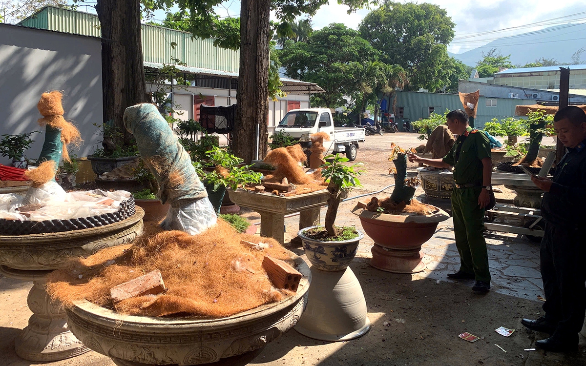 Truy nguồn gốc 42 gốc mai vàng bị tịch thu ở Côn Đảo