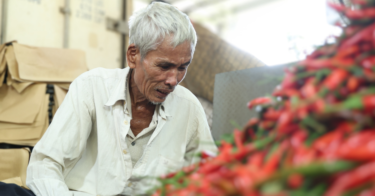 Ớt rớt giá còn 5.000 đồng/kg, nông dân Quảng Ngãi lao đao