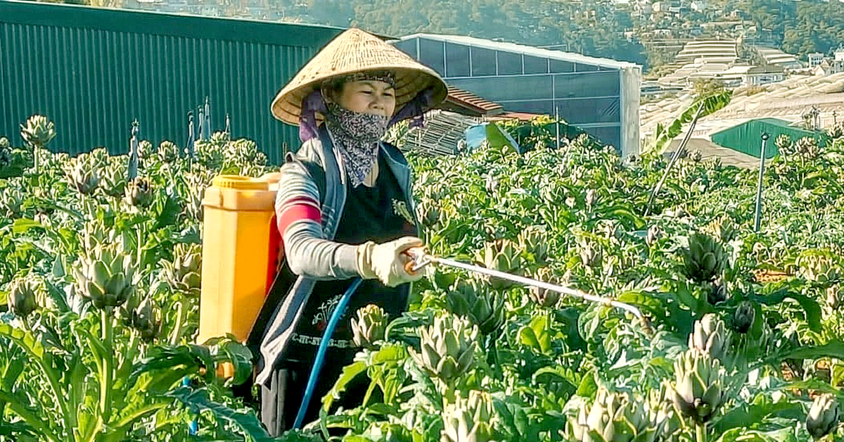 Những mùa atiso của tuổi thơ