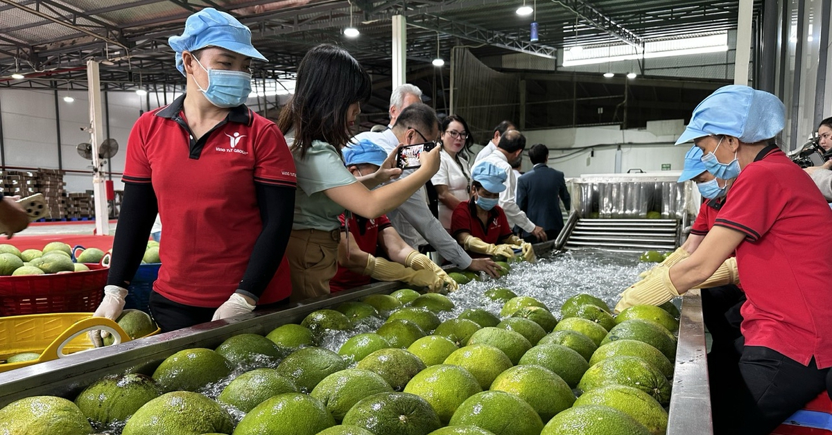 Vĩnh Long chính thức xuất khẩu lô bưởi đầu tiên sang Úc