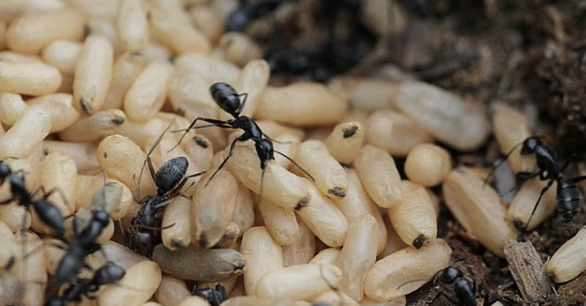 Sốc phản vệ nguy kịch sau khi ăn món trứng kiến