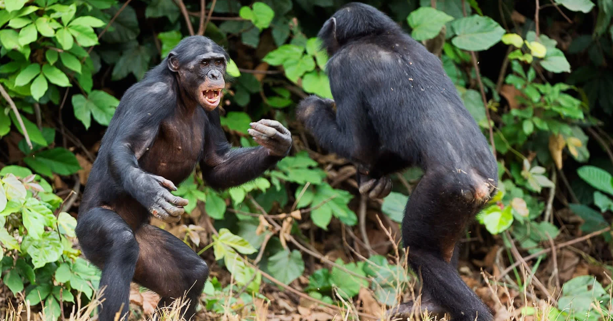 ‘Nội chiến’ hiếm gặp ở tinh tinh: Điều gì đang xảy ra?
