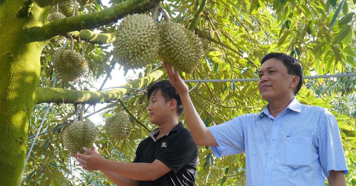 Tình trạng được mùa mất giá, điệp khúc trồng - chặt vẫn là điểm nóng ngành nông nghiệp