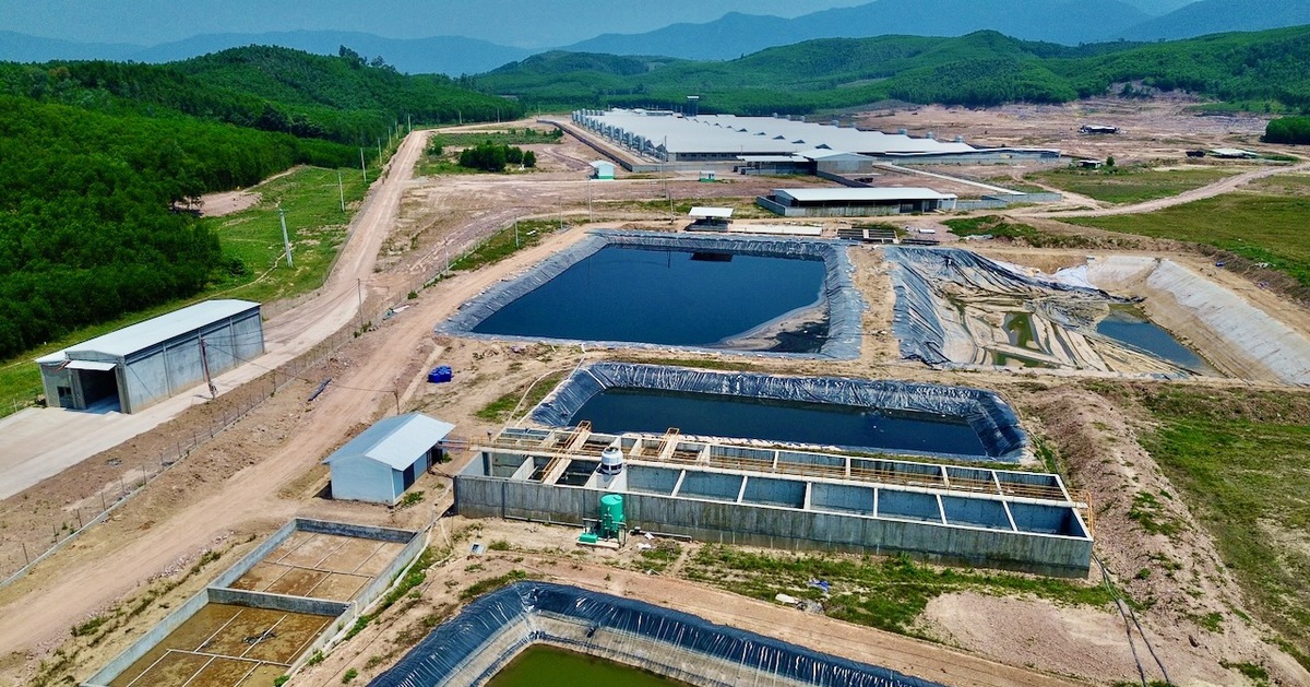 Mùi hôi từ trang trại nuôi heo bủa vây khu dân cư, dân phải đóng cửa cả ngày