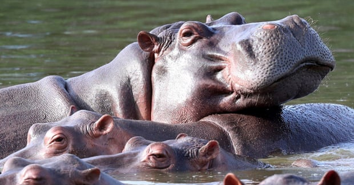 Colombia lên kế hoạch tiêu hủy 80 con hà mã để bảo vệ hệ sinh thái