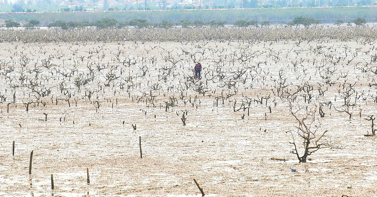 Cây mắm biển trong rừng ngập mặn chết hàng loạt