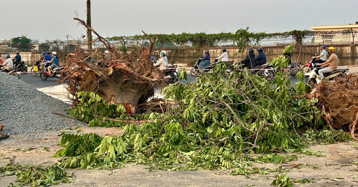 Di dời, đốn hạ cây xanh khu vực Trường Chinh - Phạm Văn Bạch để làm metro số 2